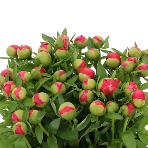 3 bossen pioenen €14,95