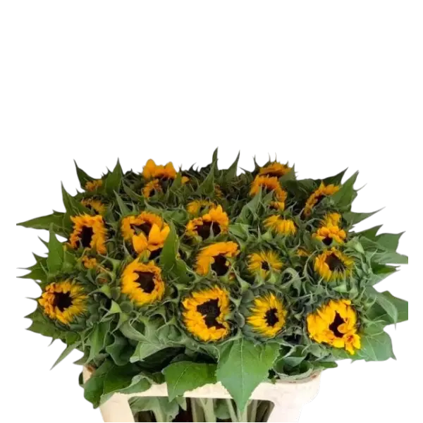 3 bossen zonnebloemen