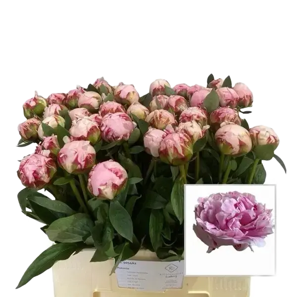 3 Bossen dubbele pioenen!