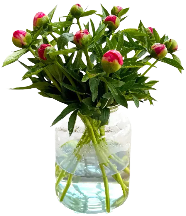 3 bossen pioenen €13,50