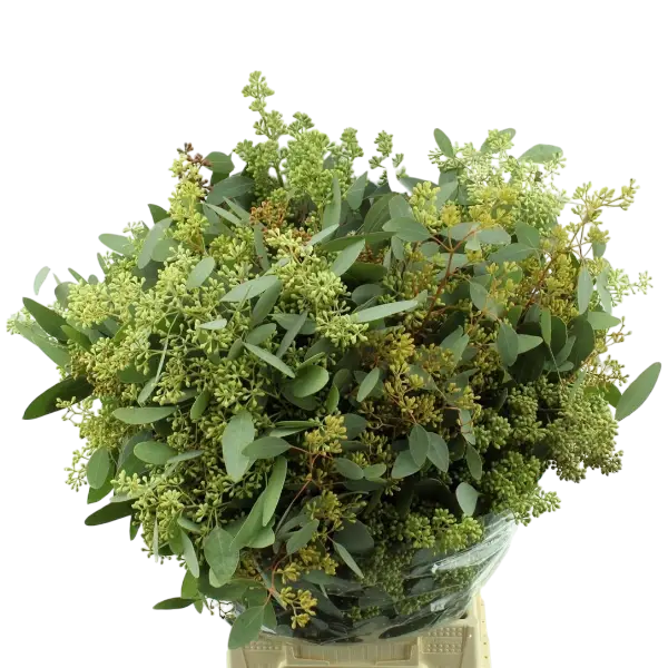 2 bossen Eucalyptus met bes