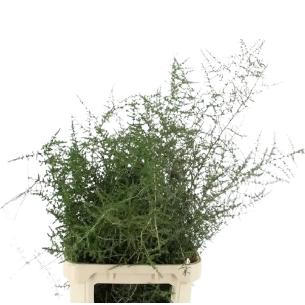 2 bossen wilde Asparagus