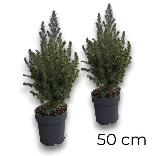 2x Picea Conica