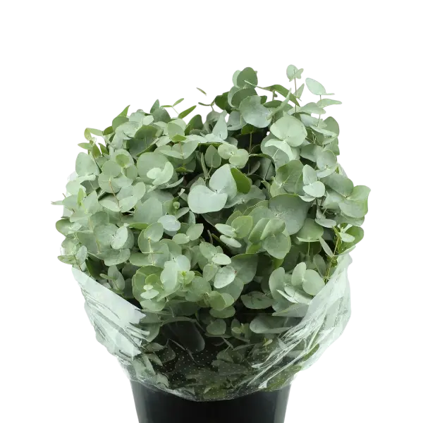 3 bossen eucalyptus kort