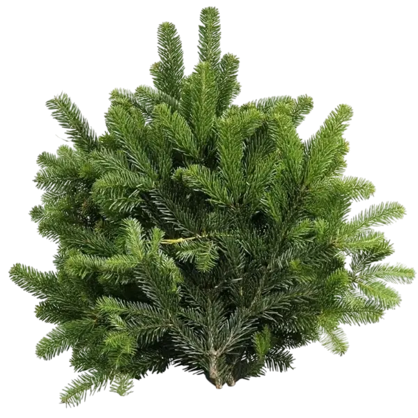 3 bossen nordman groen