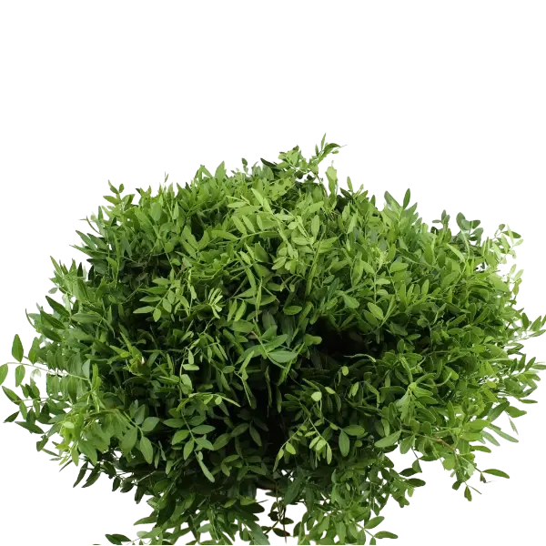 3 bossen Pistache groen