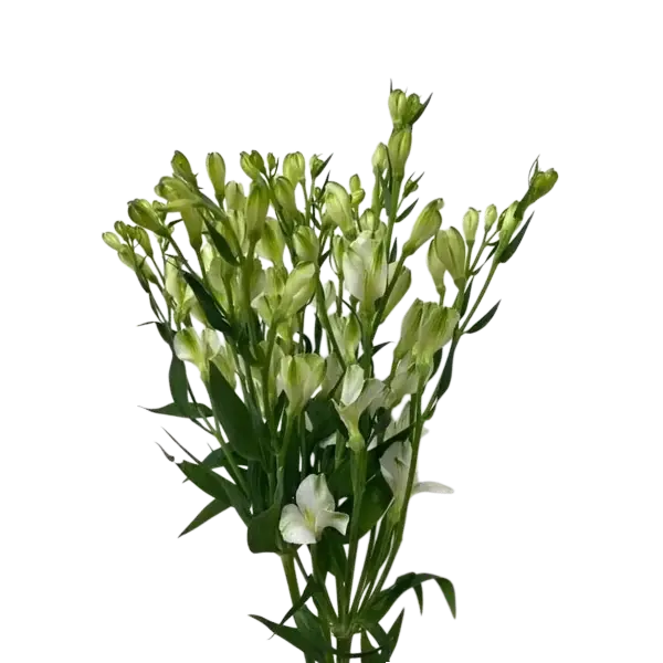 Alstromeria White Pearl