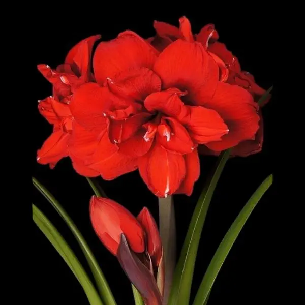 Amaryllis bol Double king