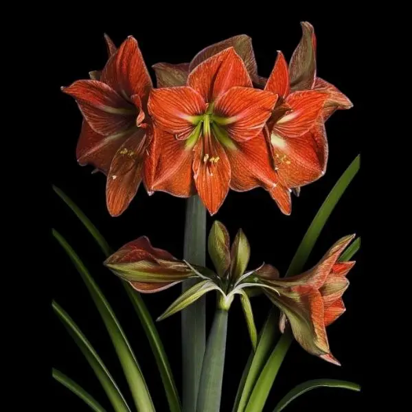 Amaryllis Terracotta star