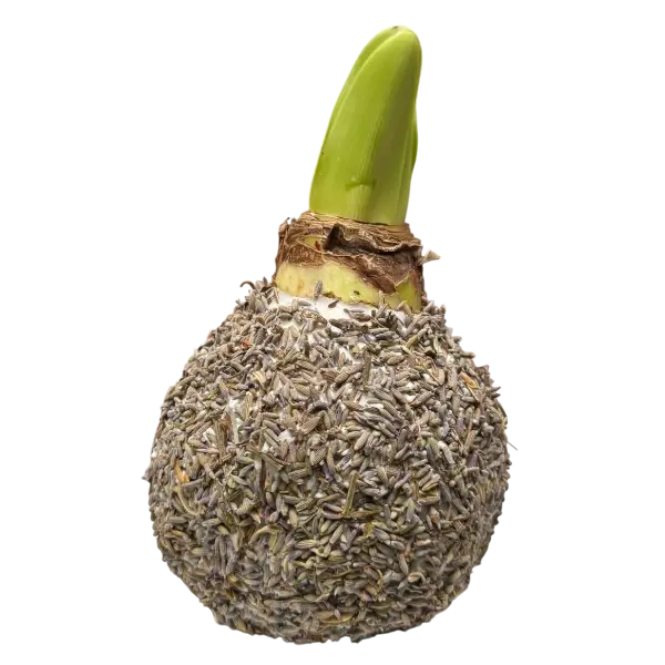 Amaryllis zaad Grijs/bruin