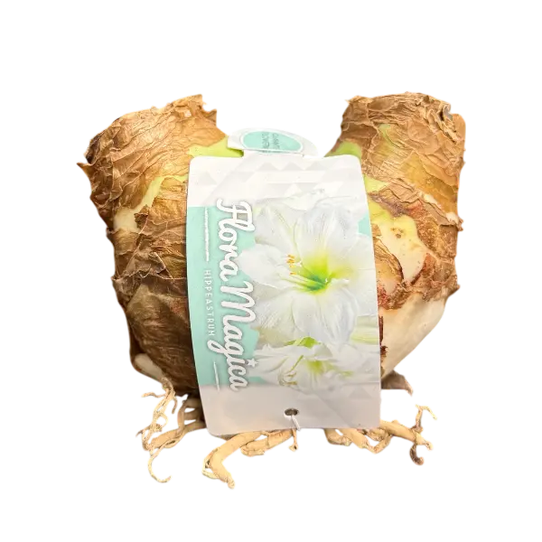 Dubbelle amaryllis bol wit.