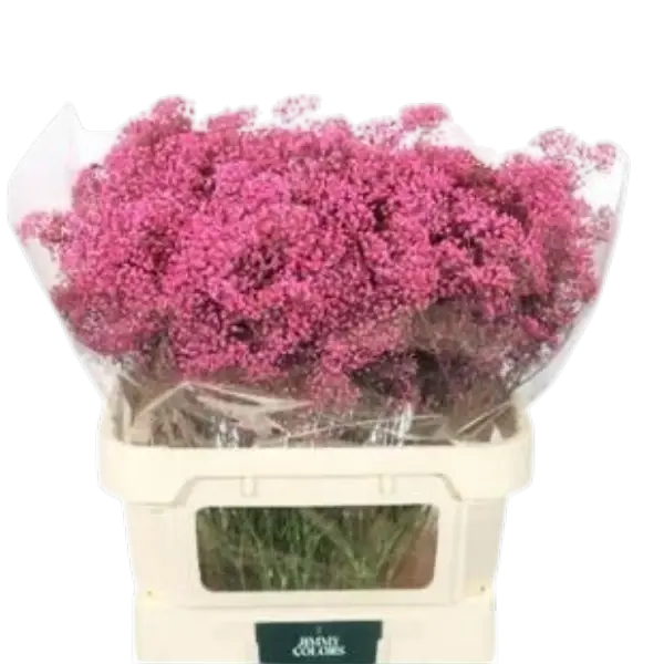 Gipskruis Pink