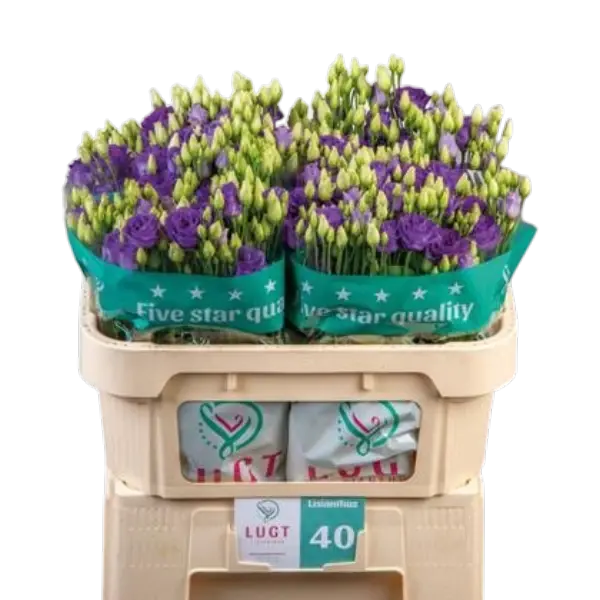 Lisianthus Blue