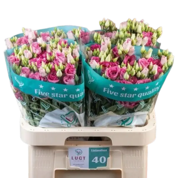 Lisianthus Pink