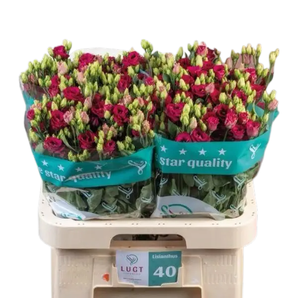 Lisianthus Red
