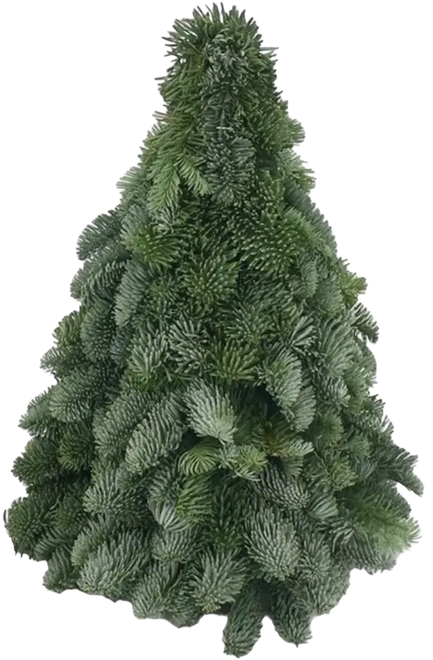Nobilis kerstboom 50CM