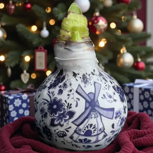 Wax amaryllis Delftsblauw