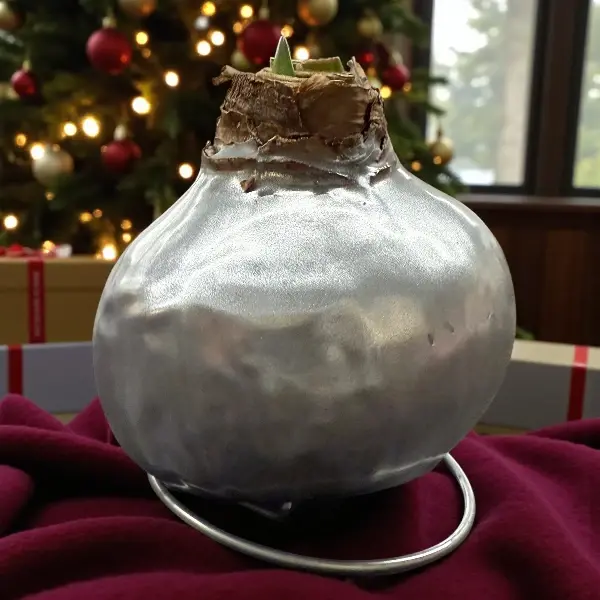 Wax amaryllis Jannie