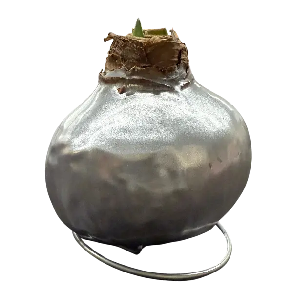 Wax amaryllis Jannie