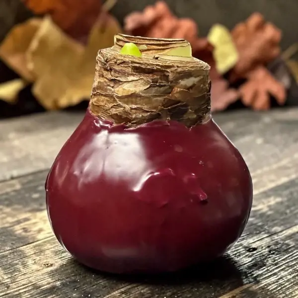 Wax Amaryllis Jeff