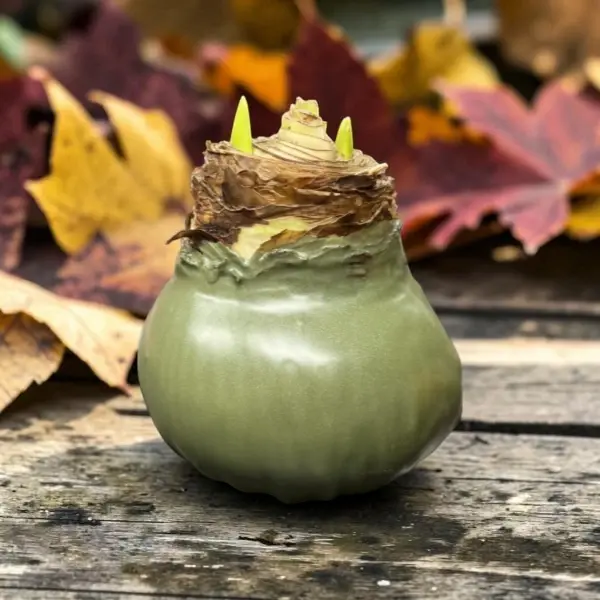 Wax Amaryllis Jelle