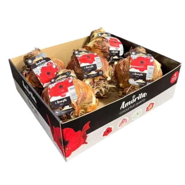 Amaryllis bol combi!