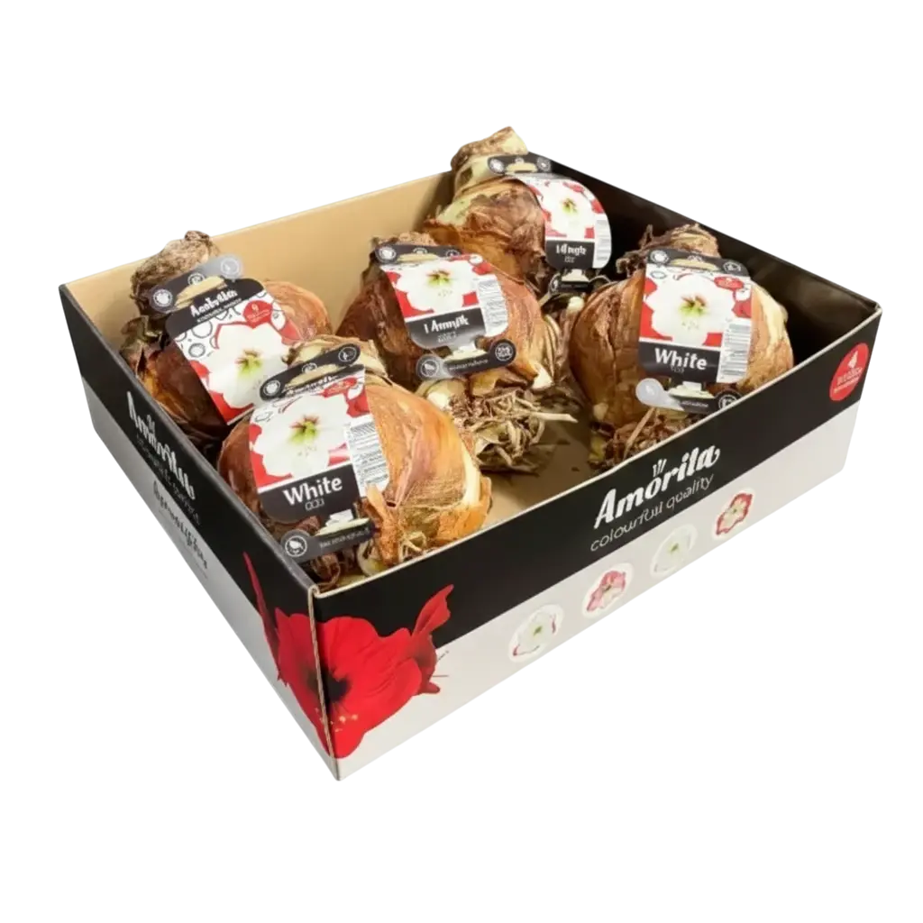 5 Amaryllis bollen Wit