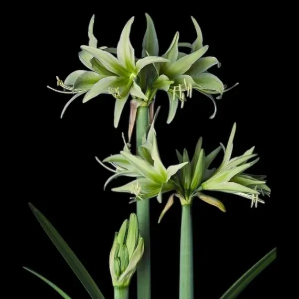 Amaryllis bol Evergreen