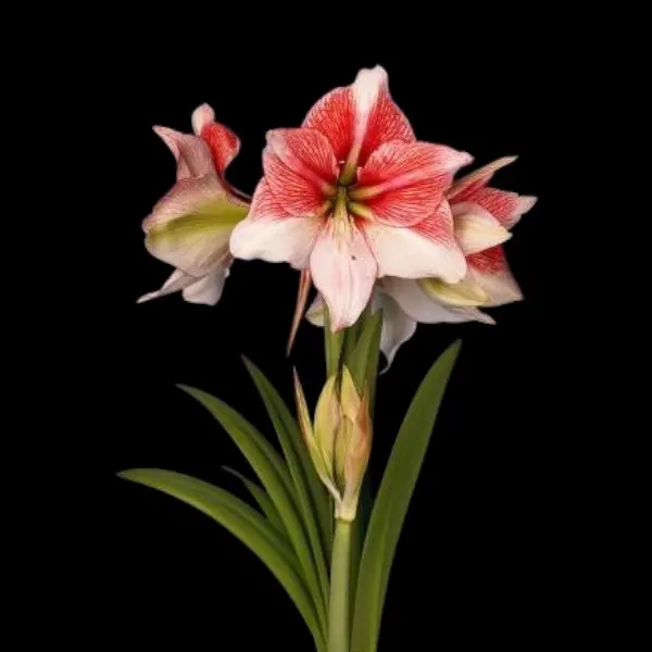 Amaryllis bol Grandise Fantasy