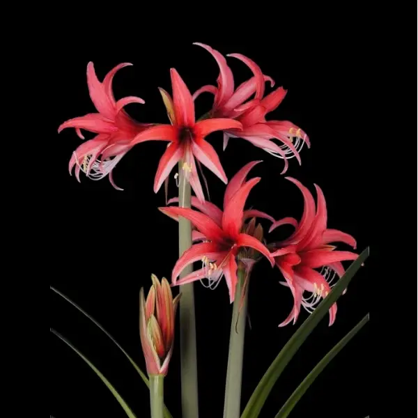 Amaryllis bol Rose Cybister