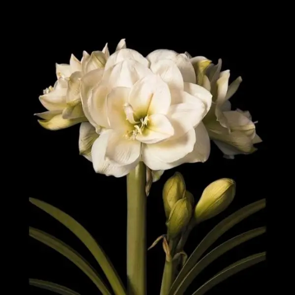 Amaryllis bol White Amadeus