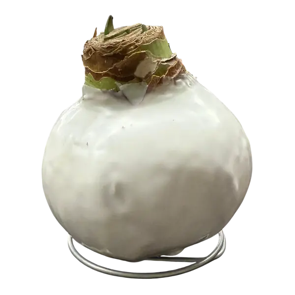 Wax amaryllis Beppie