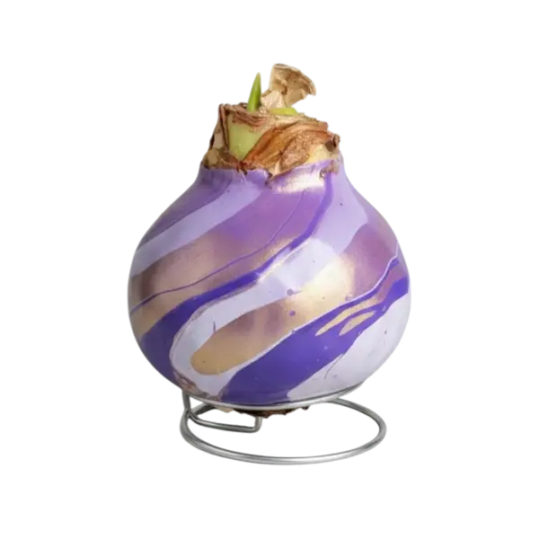 Wax amaryllis Connie