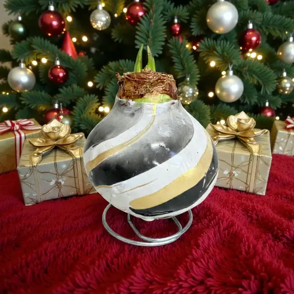 Wax Amaryllis Leonie