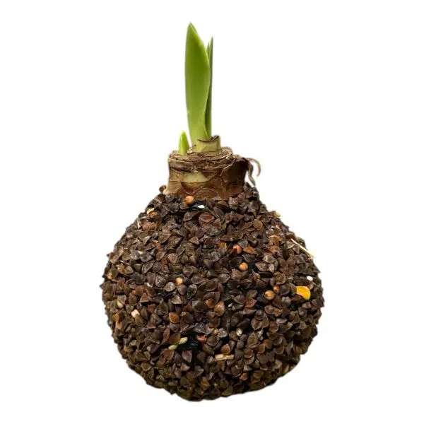 Wax Amaryllis zaad bruin