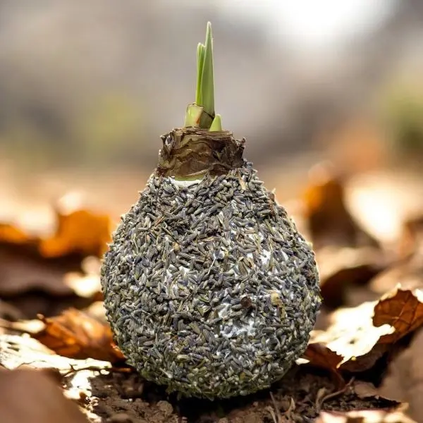 Wax amaryllis zaad zwart