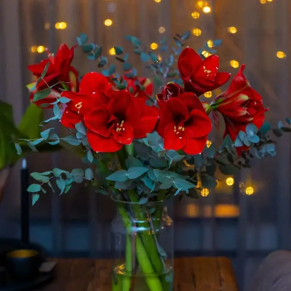 Amaryllis Combi Deal!