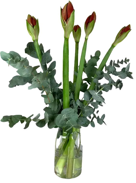 Amaryllis Combi Deal!