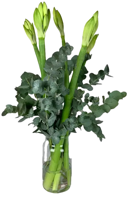 Amaryllis Combi Deal!