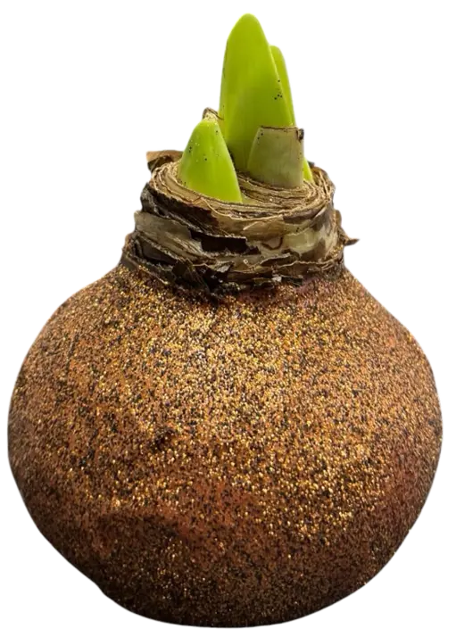 Wax amaryllis Bobbi