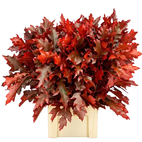 3 bos rood eikenblad