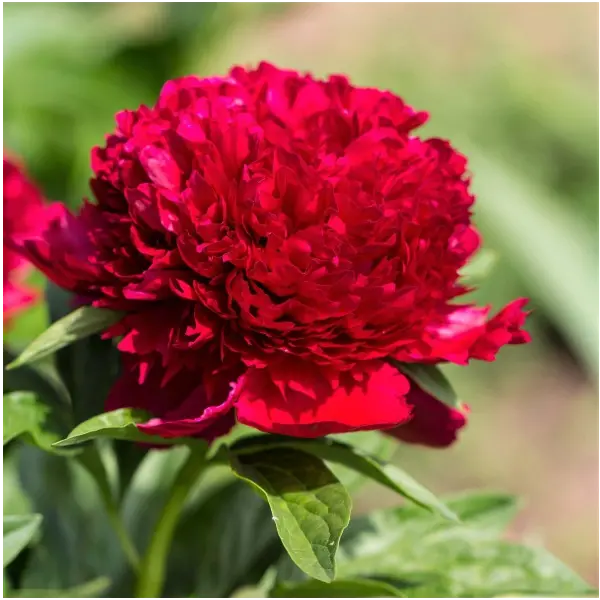 3 bossen Red-Charm