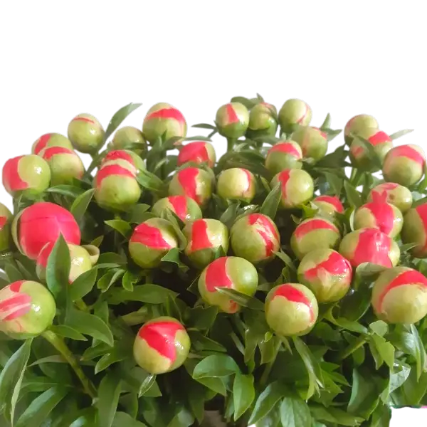 3 Bossen tover pioenen