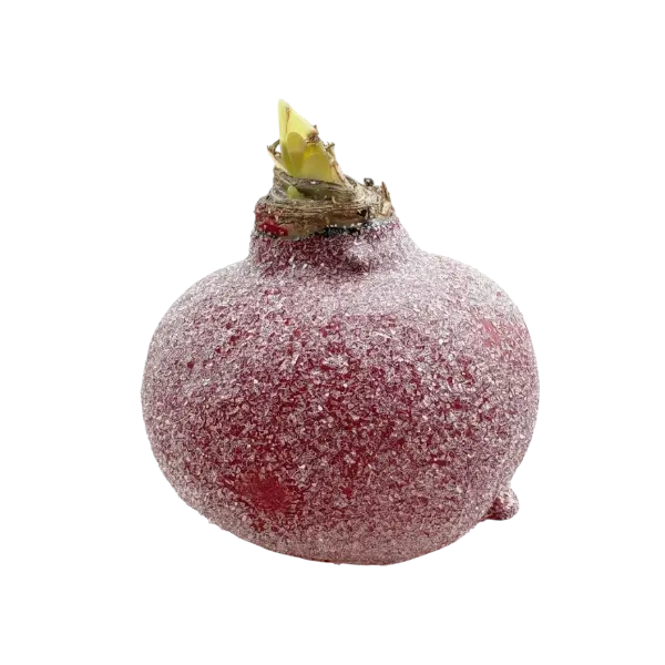 Wax amaryllis Billie