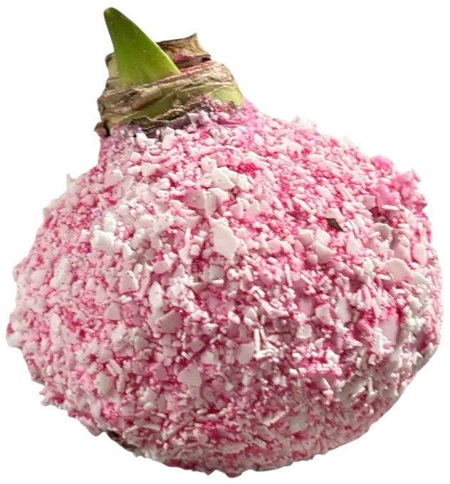 Wax Amaryllis Candy