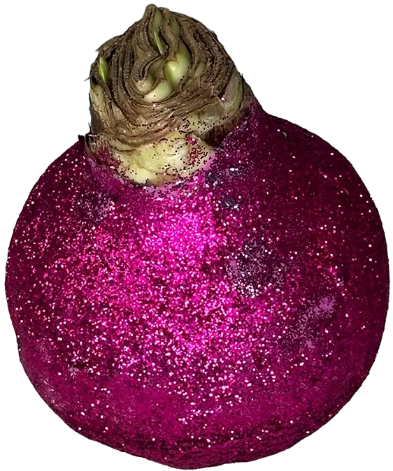 Wax amaryllis Fien