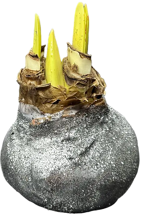 Wax amaryllis Jessica