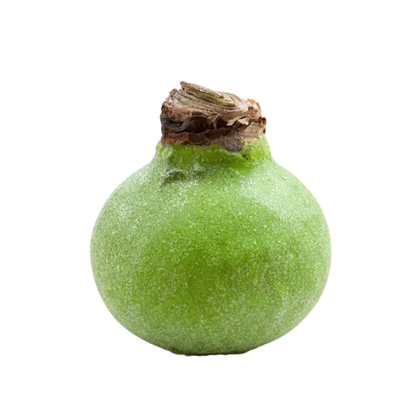 Wax amaryllis Margriet