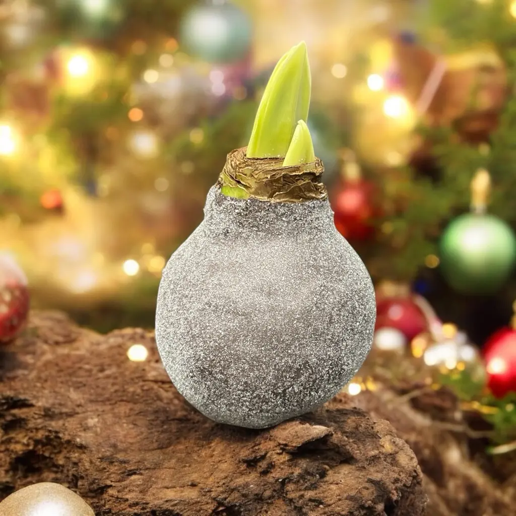 Wax Amaryllis Puck