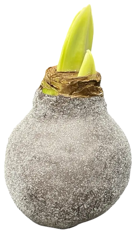 Wax Amaryllis Puck
